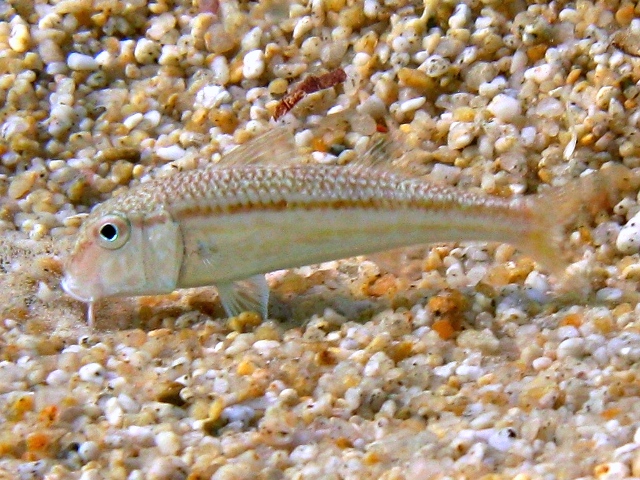 Mullus barbatus